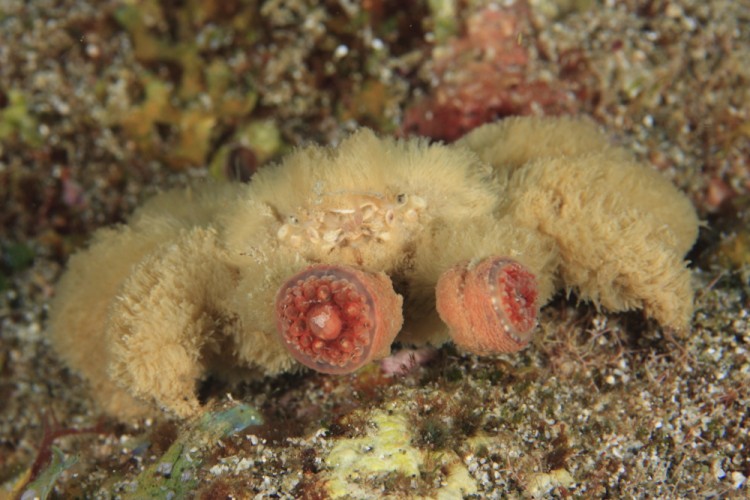 Polydectus cupulifer, teddy bear crab, anemone crab (5)