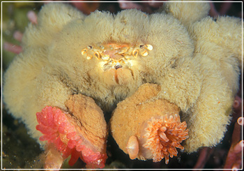 Polydectus cupulifer, teddy bear crab, anemone crab (2)