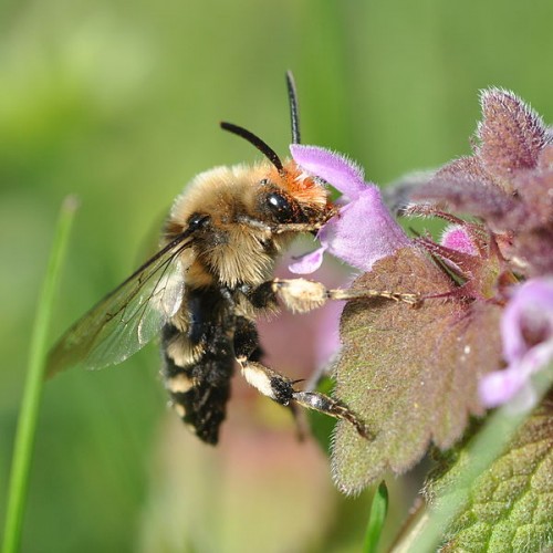 10 of the Sneakiest, Most Conniving Animals In the World | Featured ...