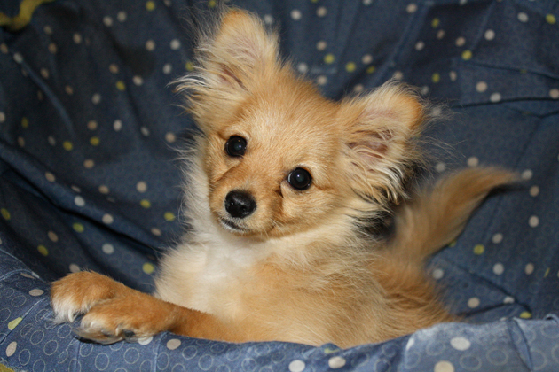 Pomeranian Fox Mix