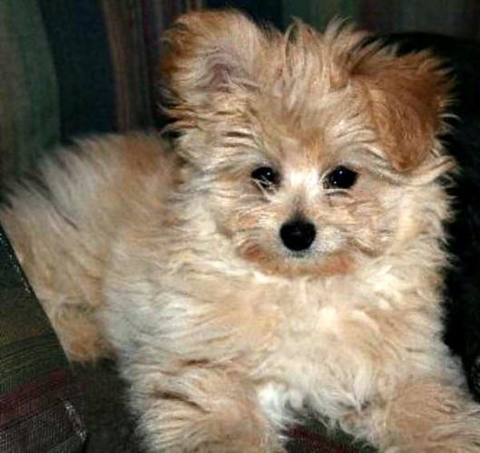 are pomeranian poodle mixes hypoallergenic