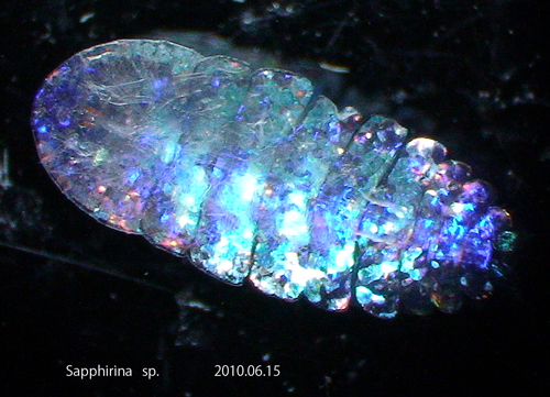 sea sapphire, Sapphirina copepod (3)