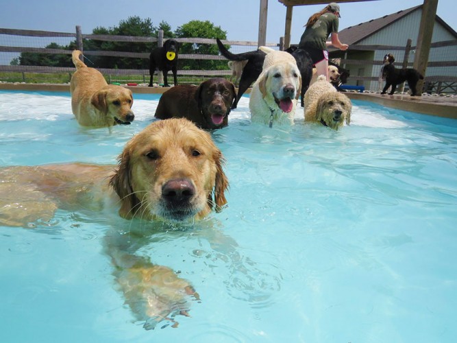 dog pool party, dog pool pawty, lucky puppy (9)