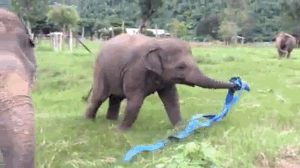 Baby Elephant Goes Wild Over Ribbon