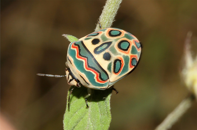 beautiful beetles, pictures of beetles (10)