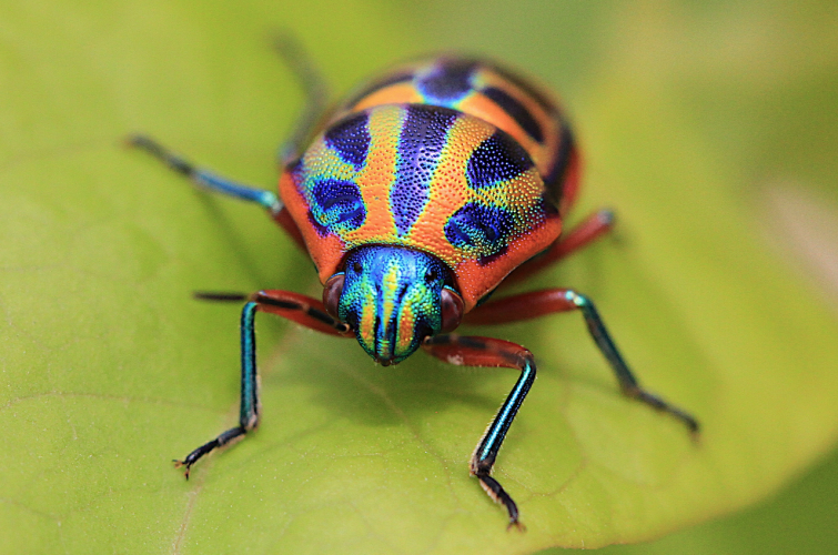 beautiful beetles, pictures of beetles (3)