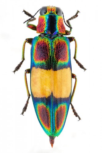 colorful beetles