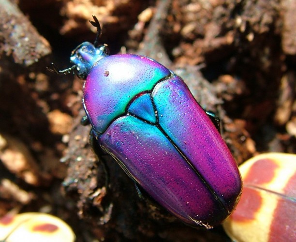 beautiful beetles, pictures of beetles (6)