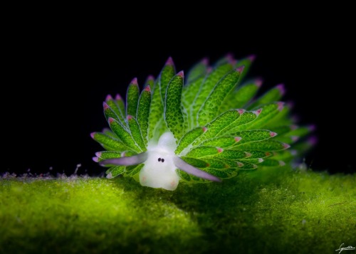 Little Leaf Sheep Nudibranch Grazes Adorably Underwater