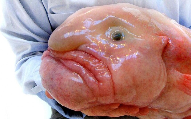 what blobfish really look like