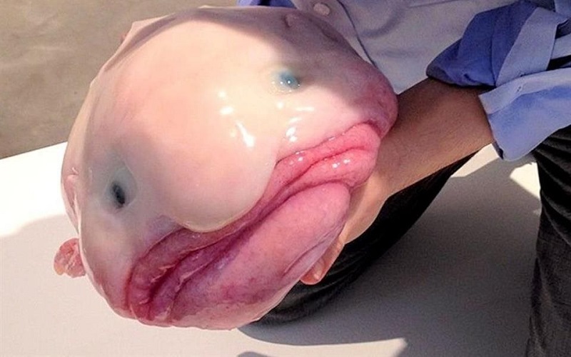 3 Facts About BlobFish #blobfish #fish #blobfishfacts #ocean #facts #f, blob  fish in a deep sea