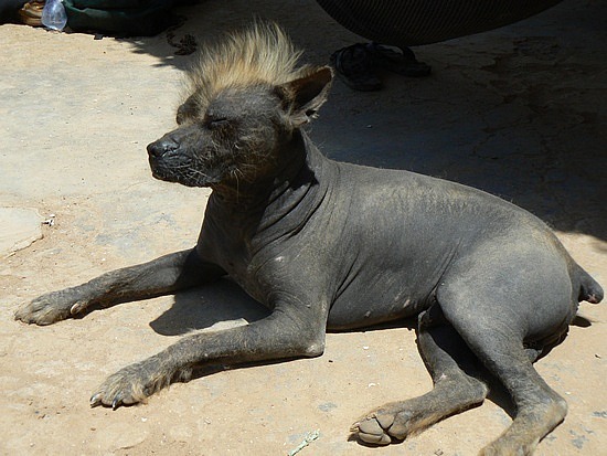 egyptian hairless dog