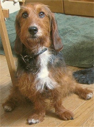 Yorkie store hound mix