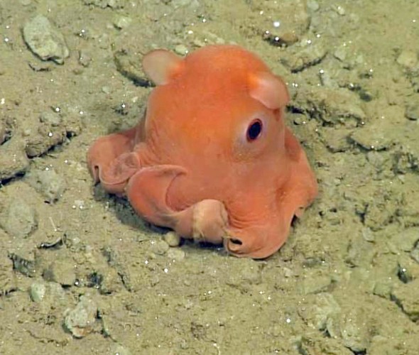 Download Newly Discovered Cute Octopus Proves Adorable Things Do ...