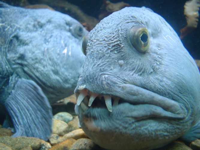 An Ode to the Blobfish - Ocean Conservancy