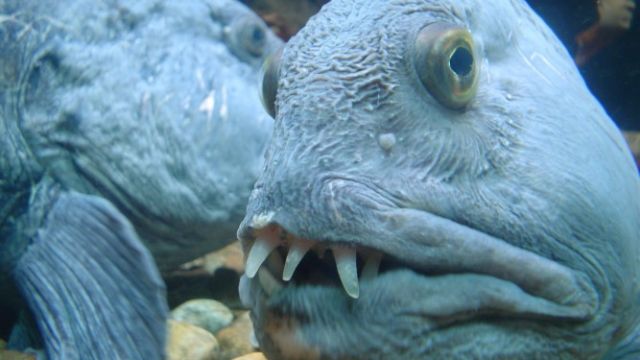 Six Weird Fish With Even Stranger Teeth