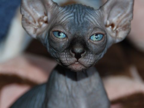 6 Strange Breeds of Hairless Cats | Featured Creature