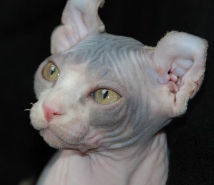 6 Strange Breeds of Hairless Cats | Featured Creature